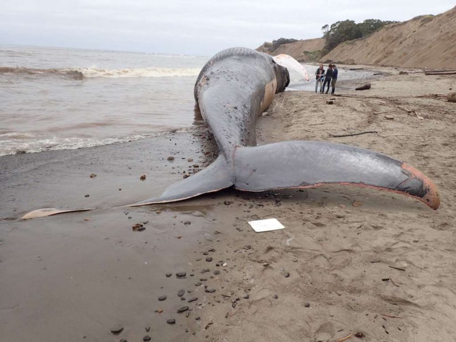 Blue Whale