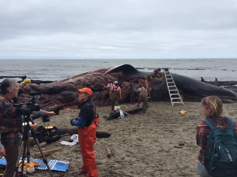 Blue Whale