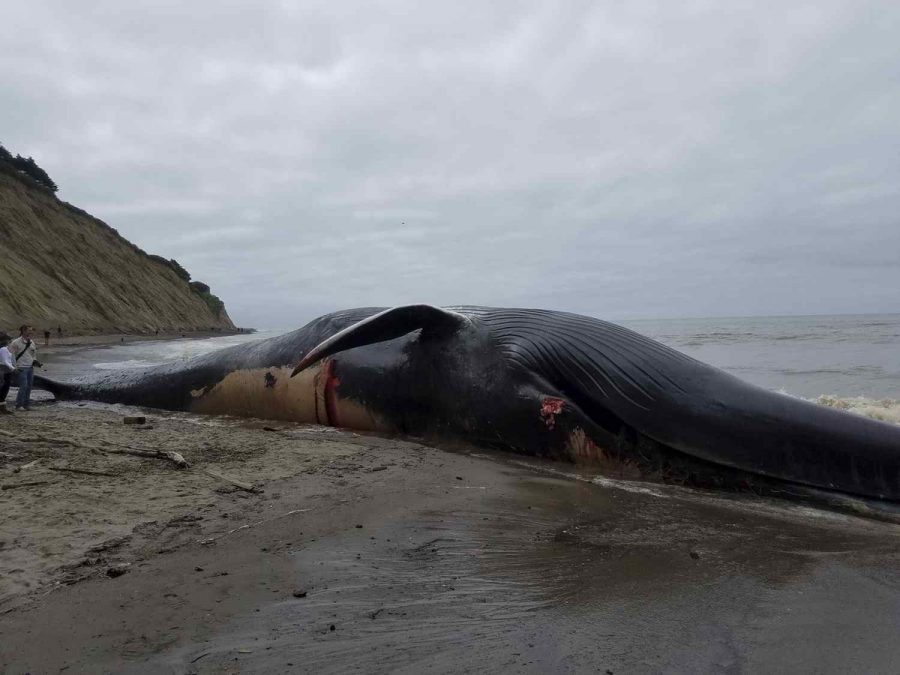 Blue Whale