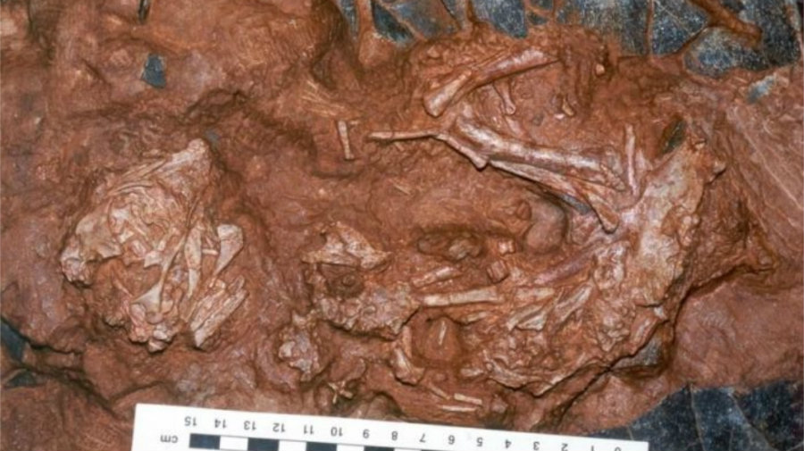 Baby Louie was found around late 1992 and early 1993 in Henan Province in China. Image credit: Darla Zelenitsky / Universidad de Calgary / La Voz de Galicia