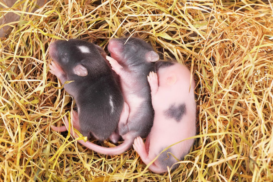 The researchers found that using the bioprosthetic ovaries, mice were able to ovulate, mate, give birth to mouse pups, and nurse them. Image credit: Digital Trends