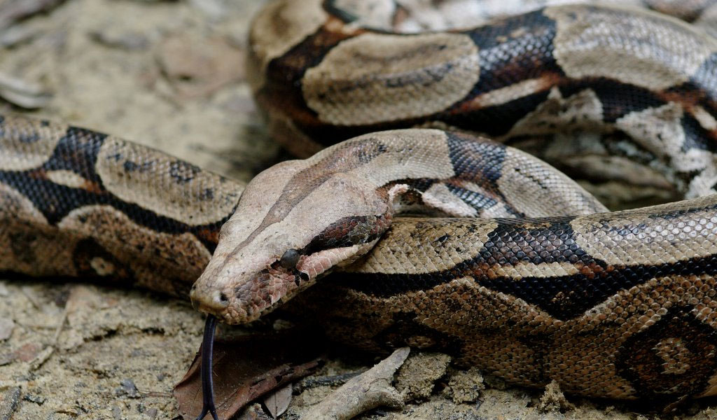 Boa Constrictor