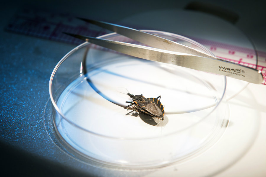 People infected with the Chagas disease have a doubled or tripled risk of death. Image credit: Smiley N. Pool / The Dallas Morning News