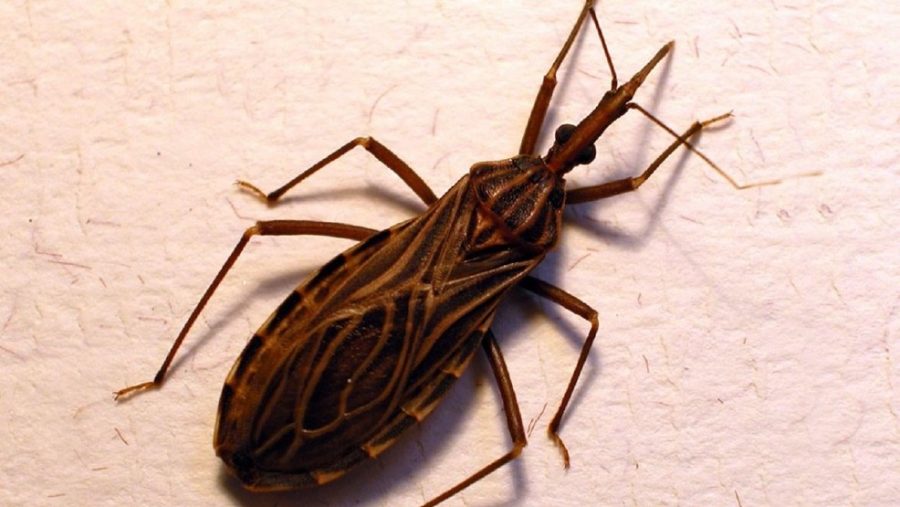 Kissing Bug