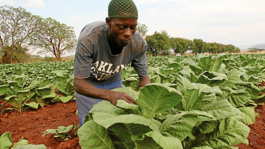 Tobacco Farmer
