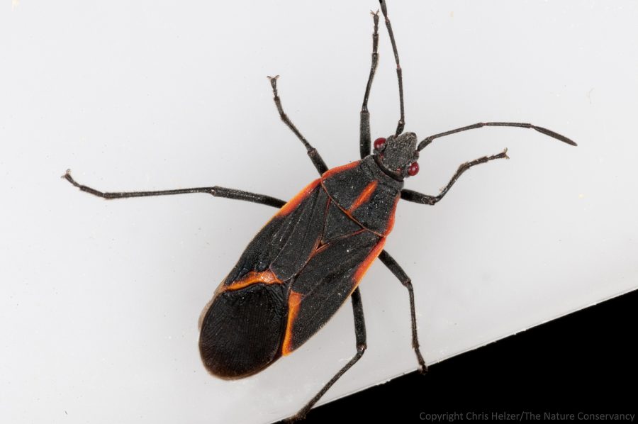 Kissing Bug