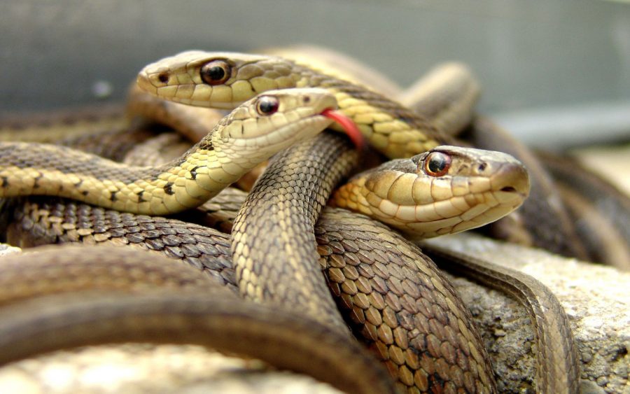 Snakes hunting together documented for the first time ever