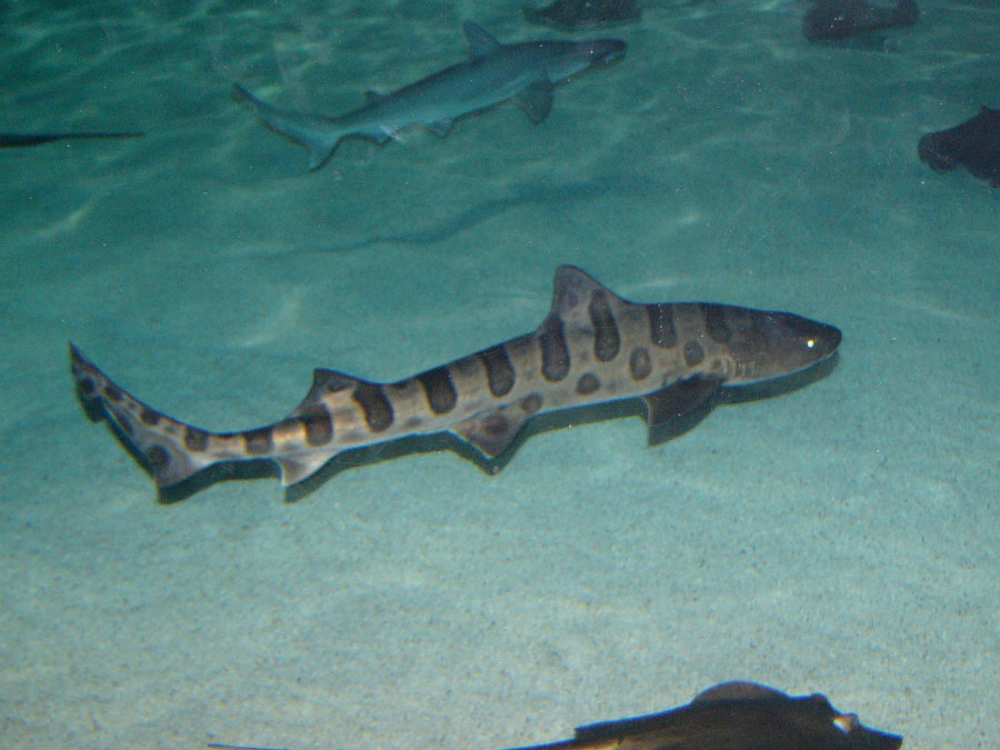 Experts said it is the second year in a row that leopard sharks, the most abundant shark species in the area, have been dying in the coast of California. Image credit: The Online Zoo