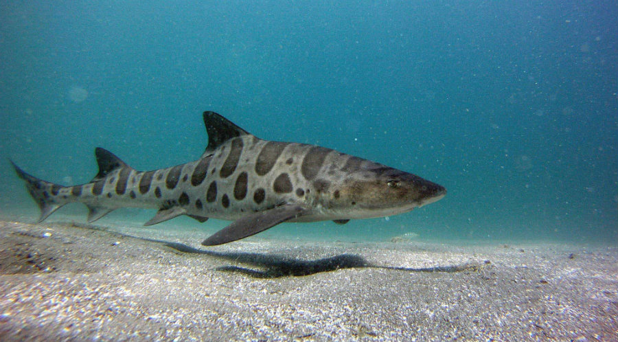 Biologists are trying to discover why so many leopard sharks are dying in the San Francisco Bay this year. Image credit: Visit Southern California