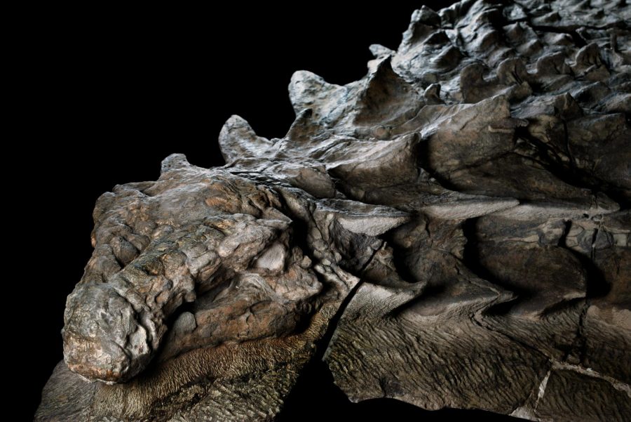 The world's best-preserved dinosaur