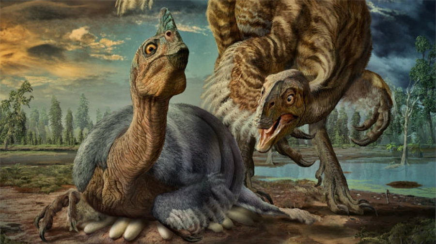 In the late 1990s, Zelenetisky and her research team had determined that Baby Louie was an oviraptorosaur. Image credit: Zhao Chuang