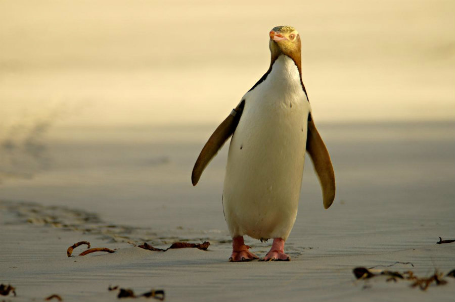 Image credit: Nzbirdsonline.org.nz