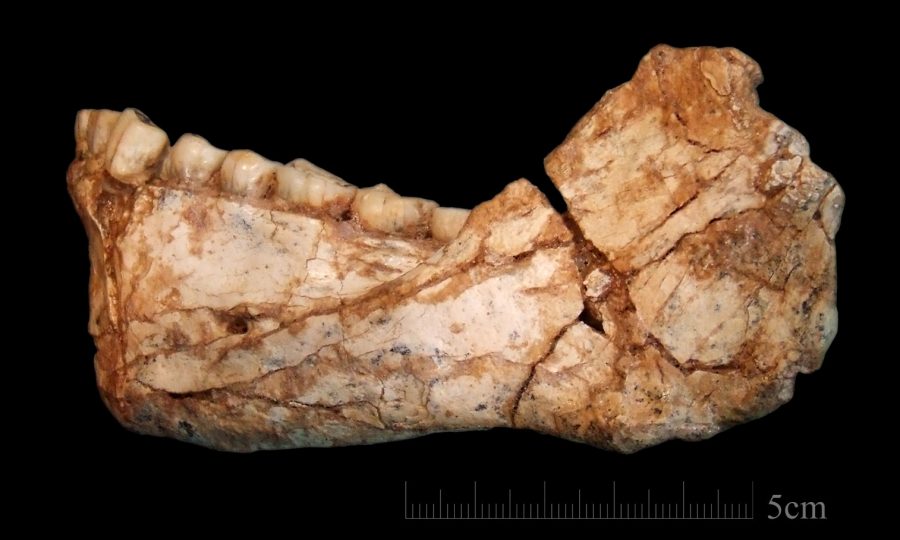 Homo Sapiens Fossil