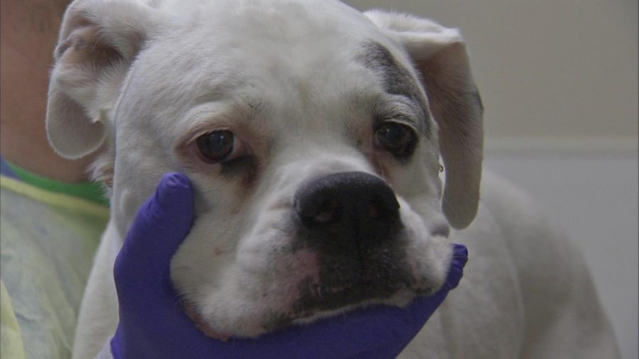 Dog Flu Symptoms