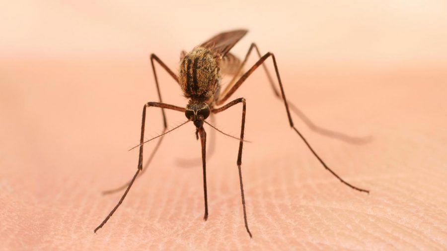 West Nile Virus