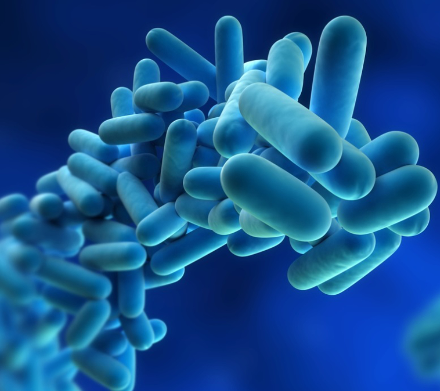 Legionella bacteria