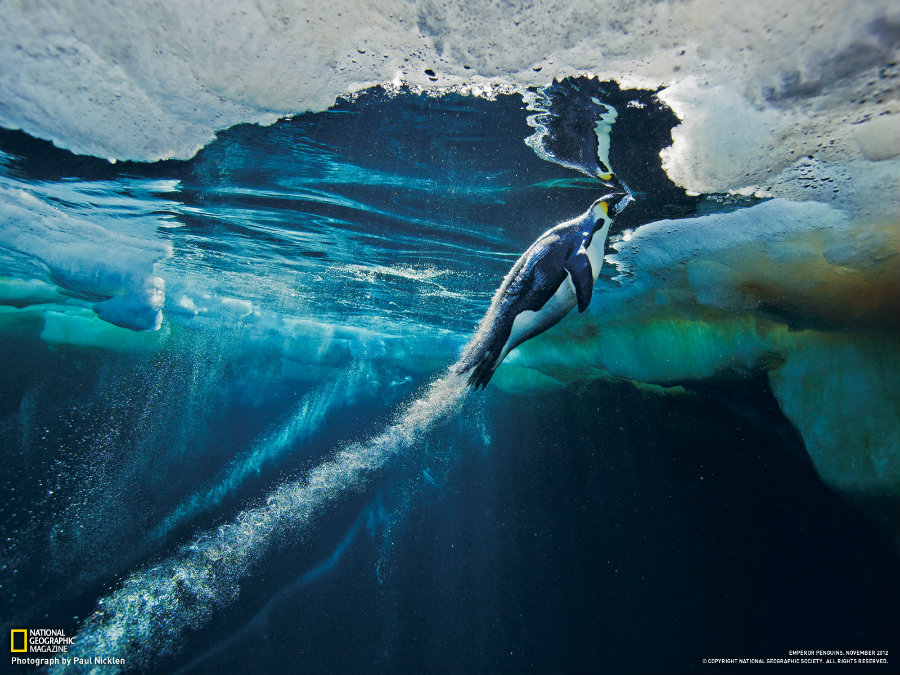 Image credit: Paul Nicklen / National Geographic
