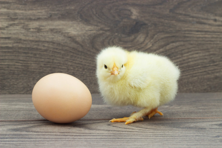 Aristotle believed that cocks hatched from a pointed chicken egg, while hens hatched from the rounder. Image credit: Blog.oxforddictionaries.com