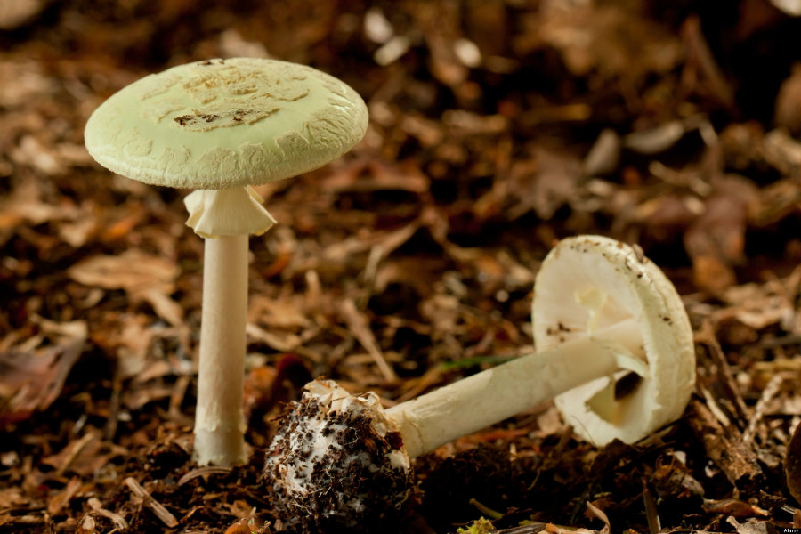 Death cap is one of the most dangerous mushrooms in the world. Image credit: Alamy / Huffpost