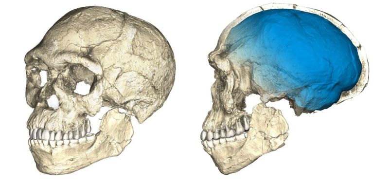 Homo Sapiens