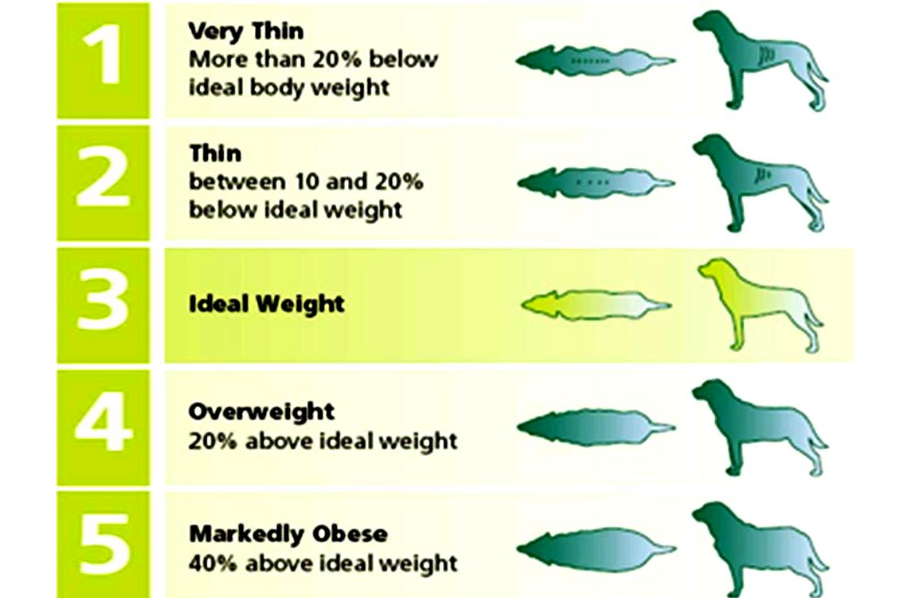 Dog weight comparison chart. Image Credit: Ottawa Valley Dog Whisperer