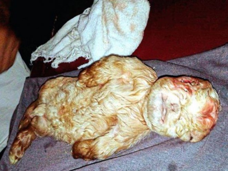Felda's man-faced goat. Image credit: The Star