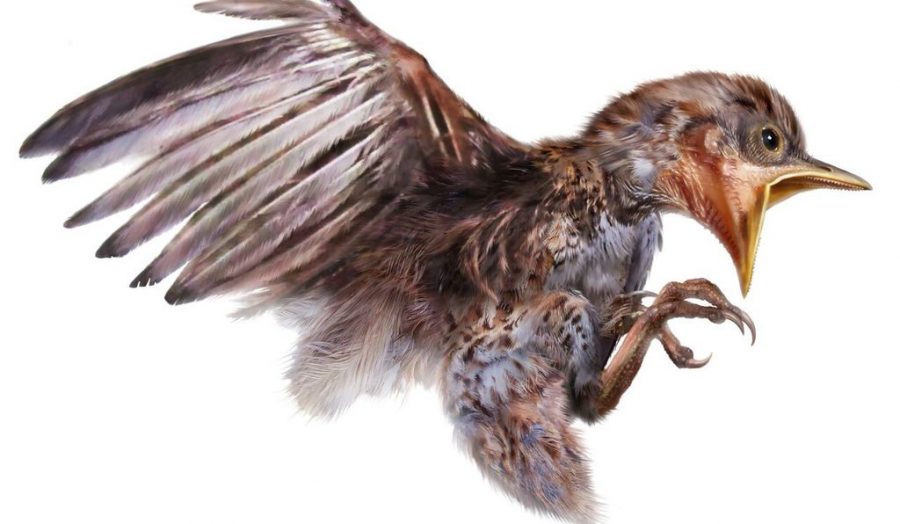 99 million-year-old bird