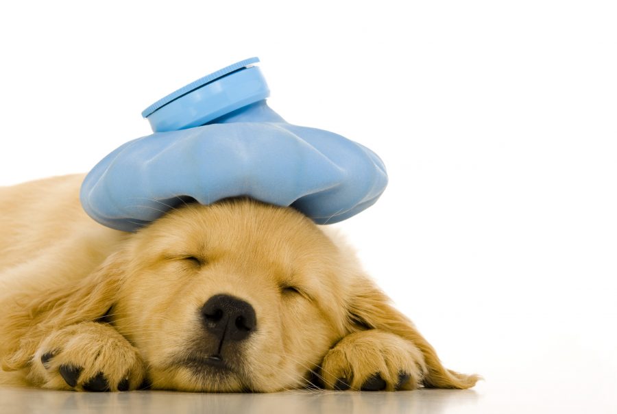 Golden Retriever puppy