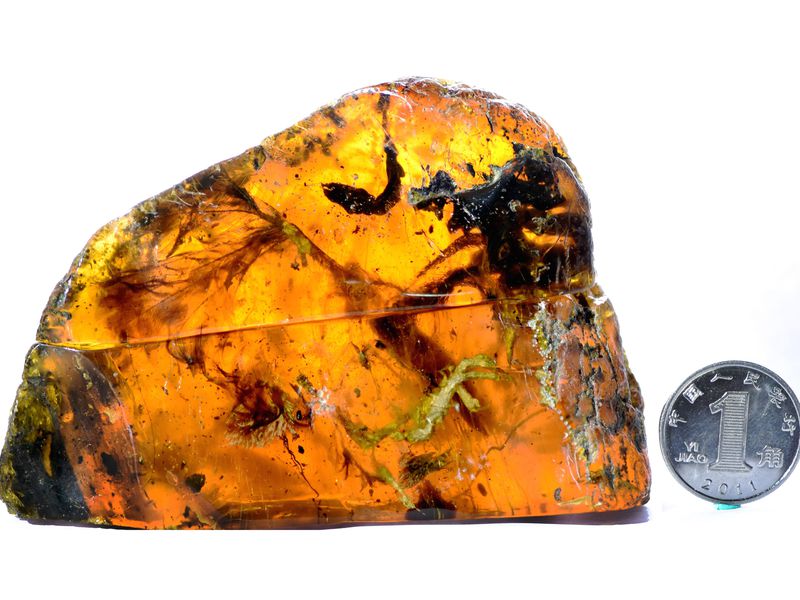99 million-year-old bird