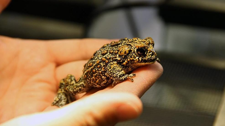 The Dixie Valley toad. Image Credit: University of Nevada