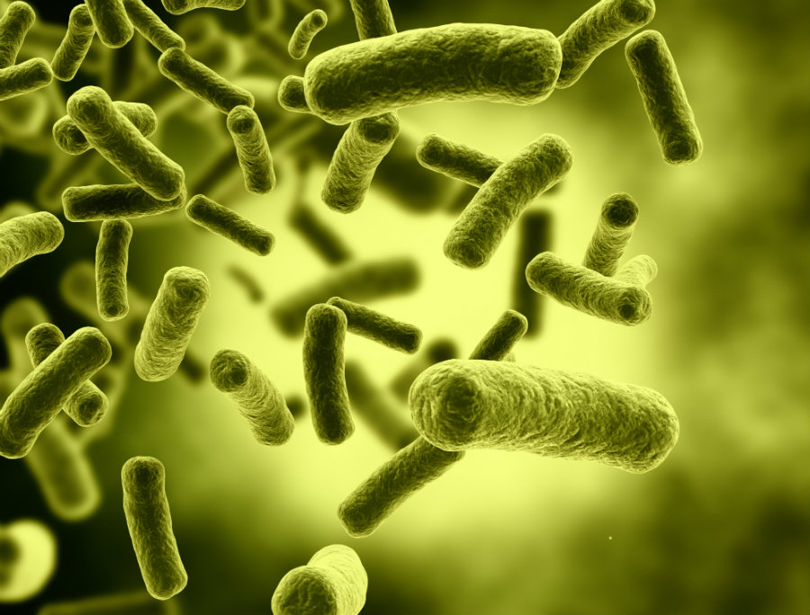 Scientists encode old racehorse movie into live E. coli DNA. Image credit: Weesblog / Theodysseyonline.com