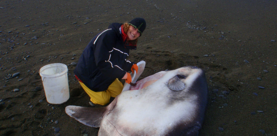 The new species found was dubbed the Hoodwinker Sunfish (Mola tecta). Image credit: Murdoch University / The Conversation