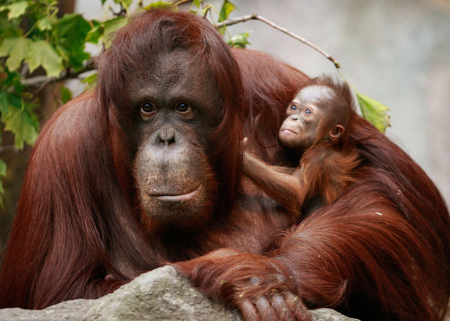 The Orangutan is considered "critically endangered" due to human activities. Image Credit: Scott Olson/Getty Images