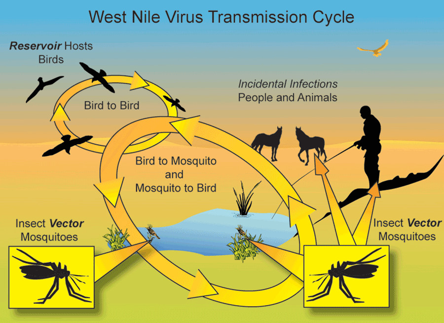 The infection cycle of the West Nile Virus. Image Credit: Tooele County Health Department