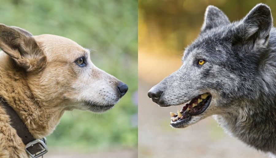 Image Credit: Karen B. London, PhD / The Bark