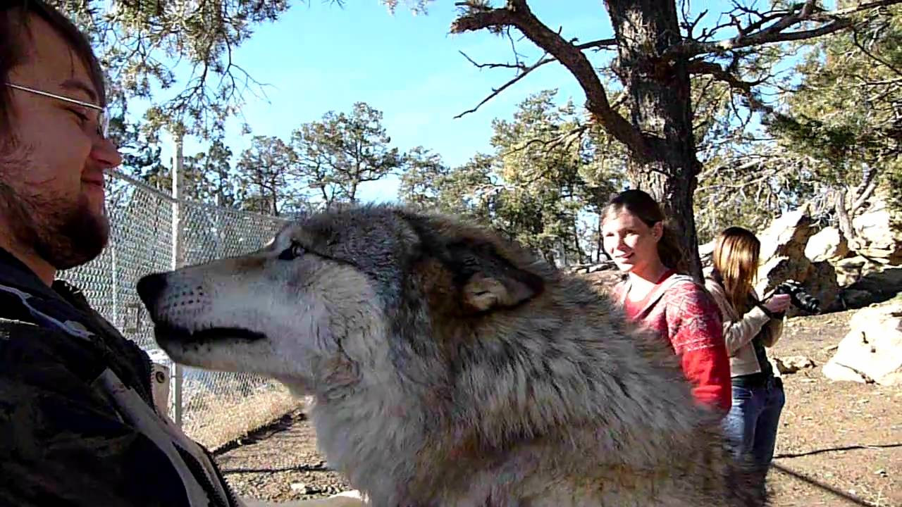 Wolves are rarely amused by people. Image Credit: DogsWolvesNMore / YouTube