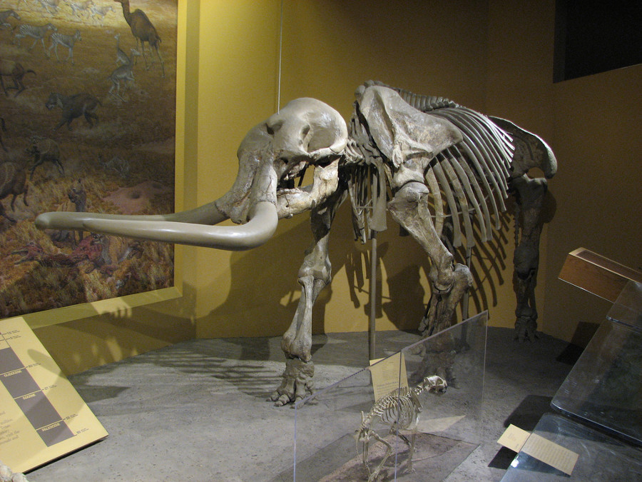 Stegomastodon arizonae. Image Credit: Fran Moff