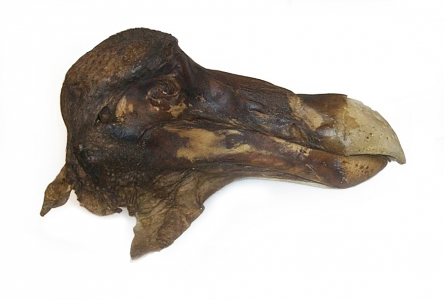 One of the most preserved dodo fossils at the Oxford University Museum. Image Credit: Oxford University Museum of Natural History