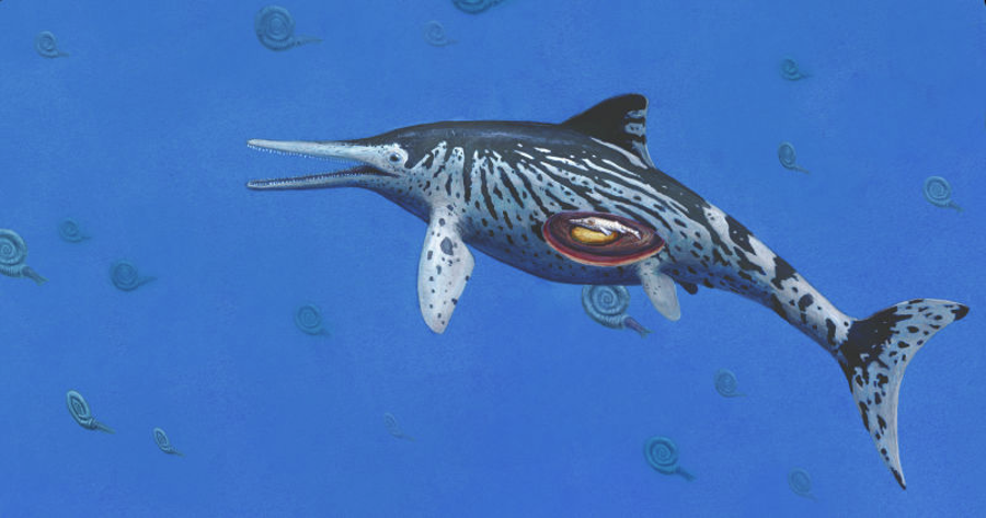 Rendition of an Icthyosaurus carrying a baby. Image Credit: Joschua Knuppe