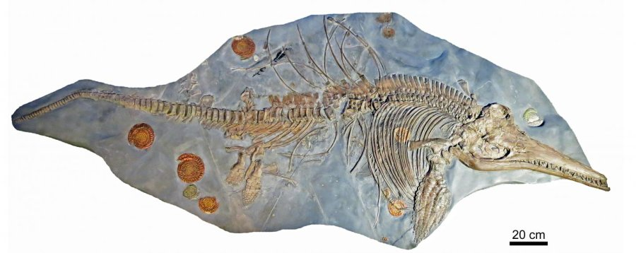 The Icthyosaurus fossil at the museum in Hannover. Image Credit: Science Daily