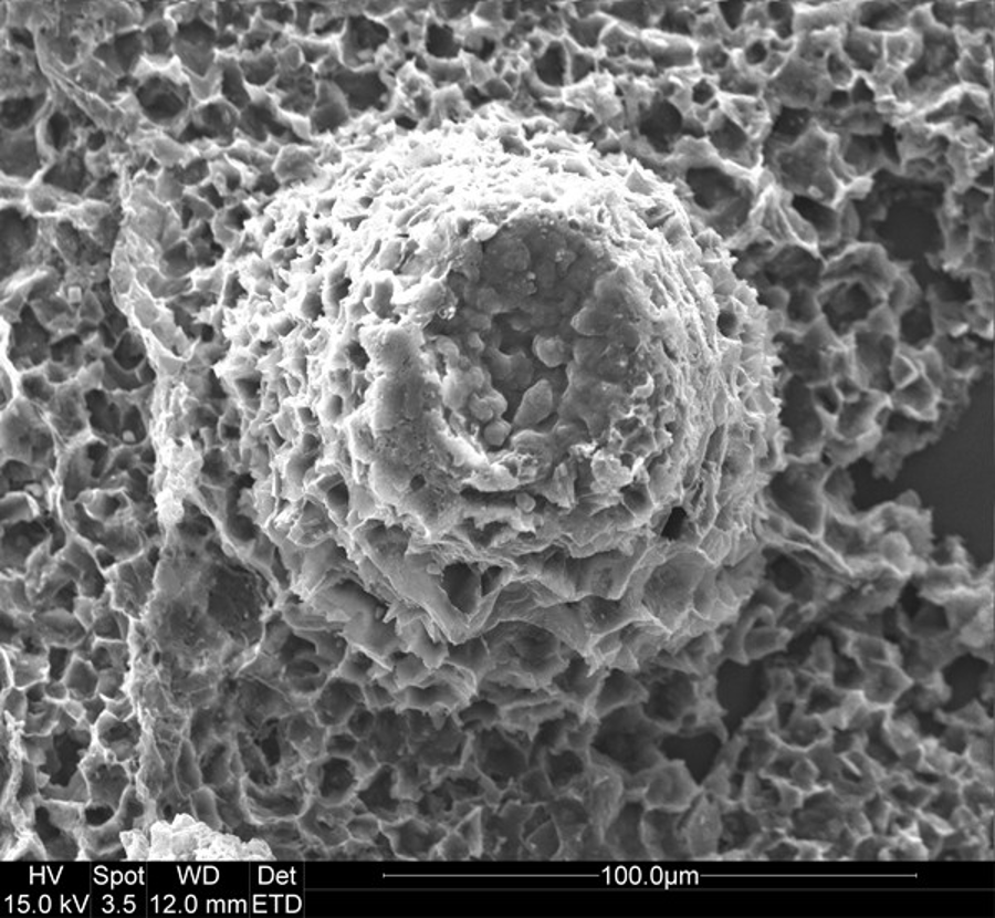 Electronic microscopy of fossilized red algae from the Cryogenic period. Image Credit: Cohen et al