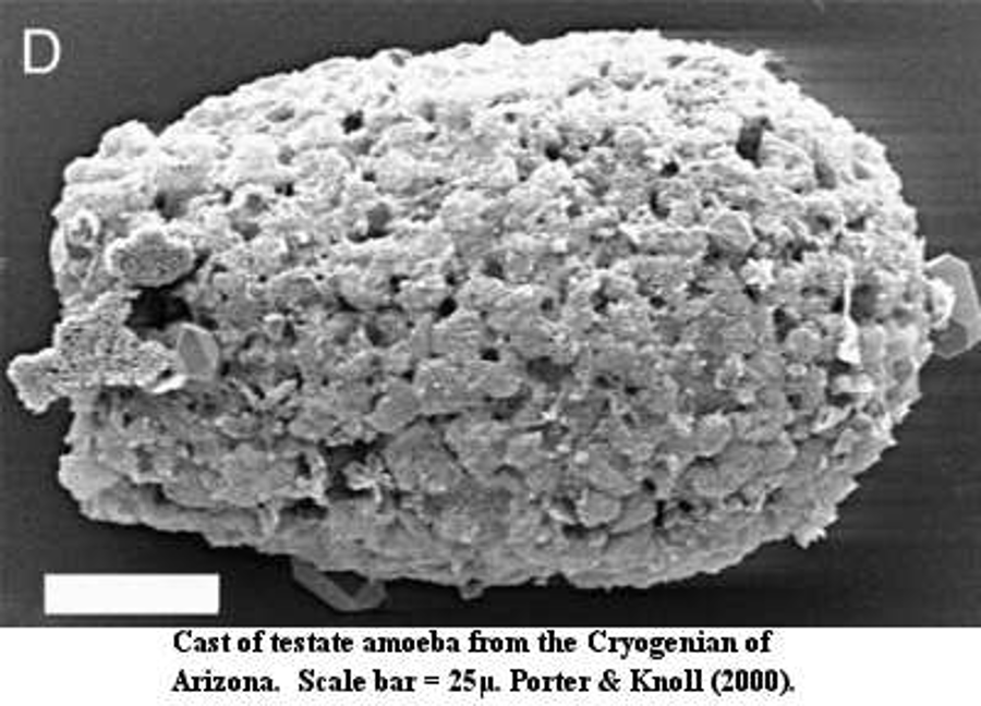 According to research, life in the Cryogenian period consisted mostly of sponges, bacteria, and algae. Image Credit: Porter & Knoll (2000)