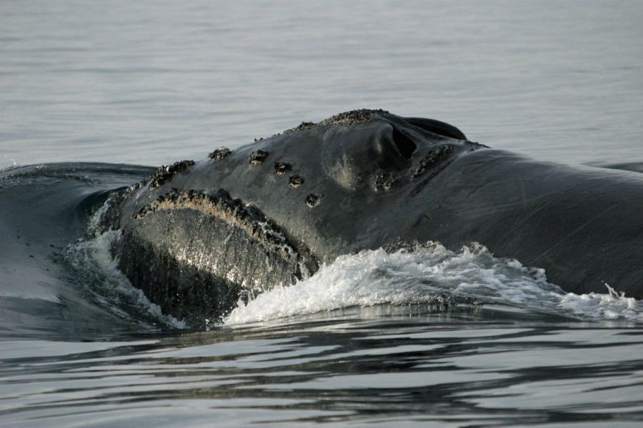 A group of scientists spotted a rare whale in the Bering Sea over the weekend. Image credit: Knom
