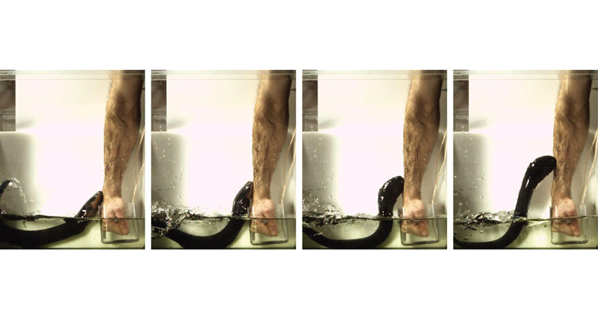 A series of photos illustrating the experiment. Image Credit: Science News