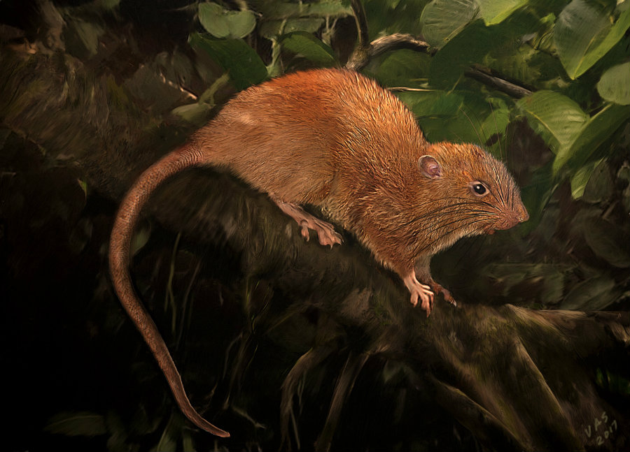 Image credit: Velizar Simeonovski The Field Museum / Scientific American