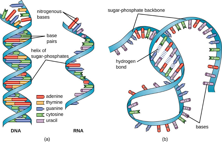 A diagram of DNA and RNA. RNA is much simpler thus a key component for life. Image Credit: Lumen Learning