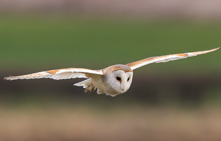 Image credit: Ecologysurveyors.co.uk