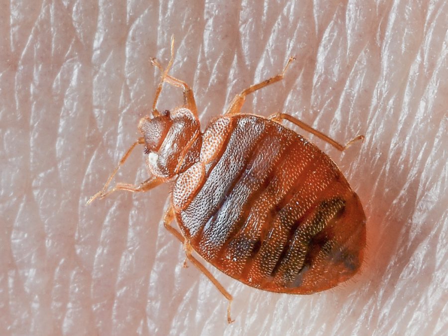 Bedbugs prefer dirty clothes, according to new study. Image credit: PestWorld