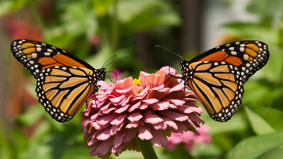 Image credit: National Geographic Kids