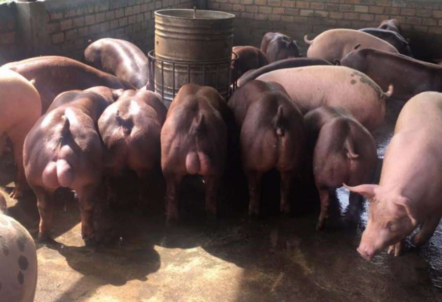 Another part of the footage shows male pigs with huge testicles hanging behind their massive legs. Image credit: The Sun